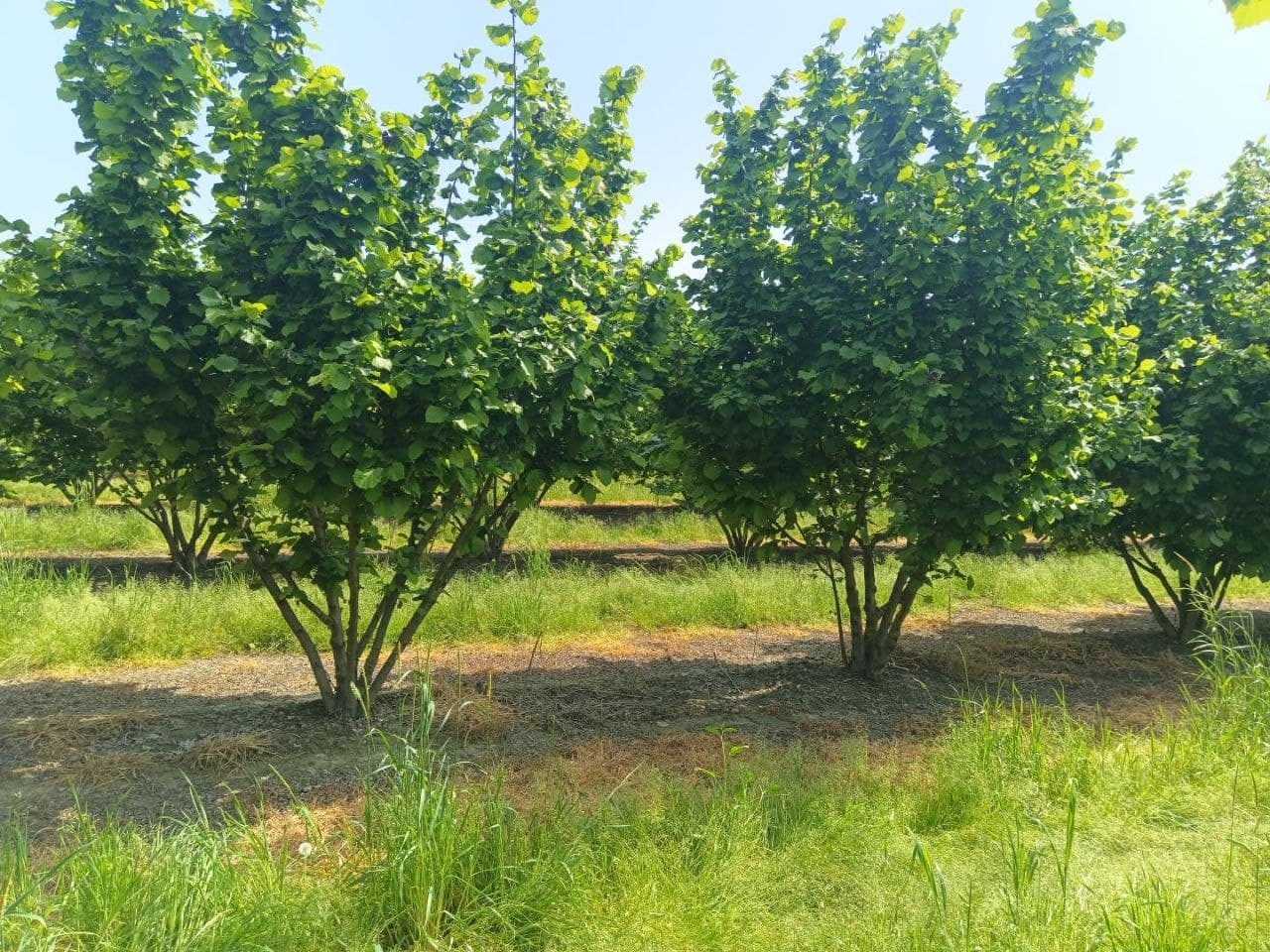 Hazelnut seedlings