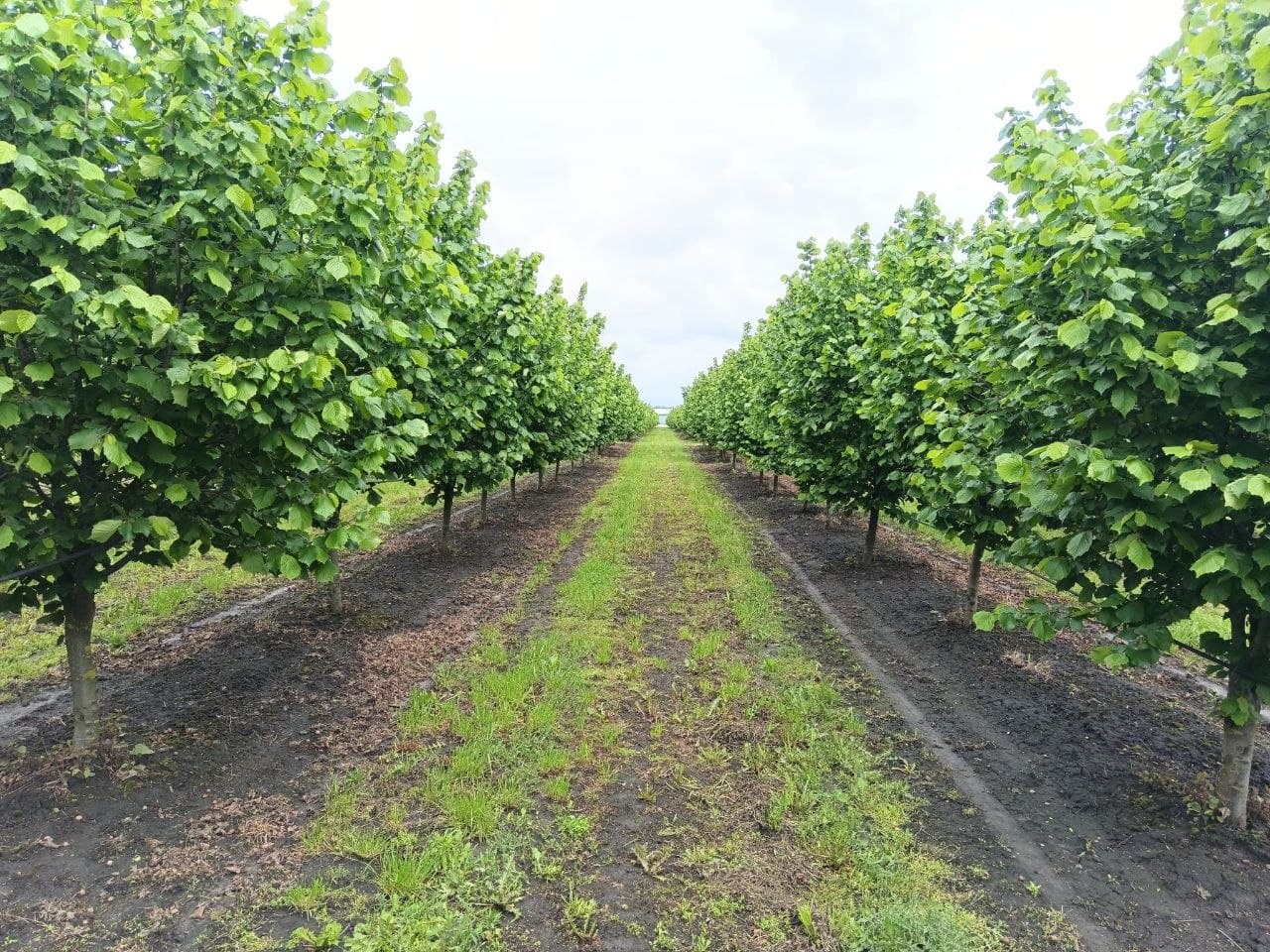 Sunlit Hazelnut Orchard